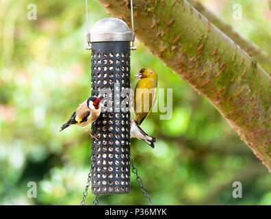 Un maschio di Verdone e una coppia di cardellini su un uccello di alimentazione Alimentatore sul cuore di semi di girasole in un giardino in Alsager Cheshire England Regno Unito Regno Unito Foto Stock