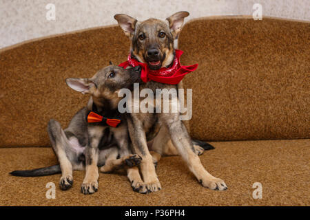 Due grandi cuccioli giacciono sul divano insieme Foto Stock
