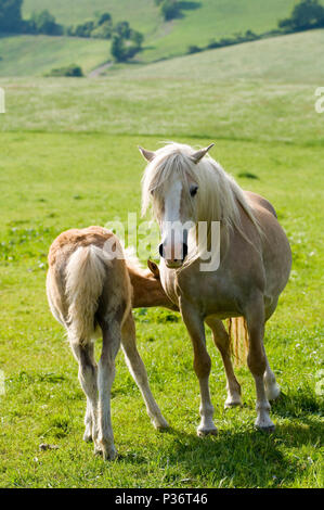 Meura, Germania, mare e puledro su un pascolo Foto Stock