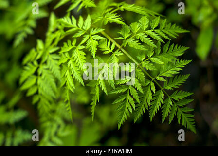 Sfondo vegetativo - luminoso verde foglia di un veleno la cicuta closeup al buio su un sfondo sfocato (filosofo Socrate era avvelenato dal succo di Foto Stock