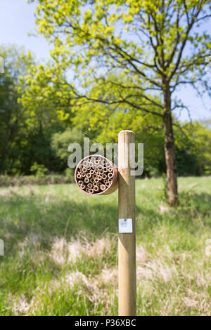 Una scatola di api (bee hotel) in Wytham Woods, Oxfordshire, Regno Unito Foto Stock