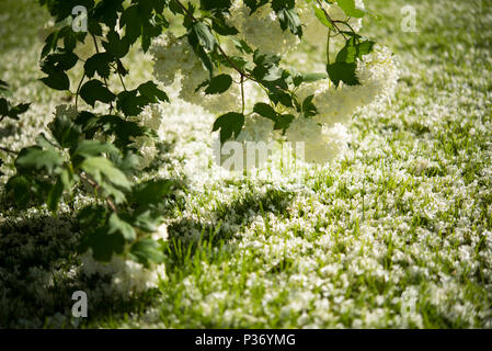 Fiorente Viburnum Opulus Roseum nel pomeriggio soleggiato Foto Stock