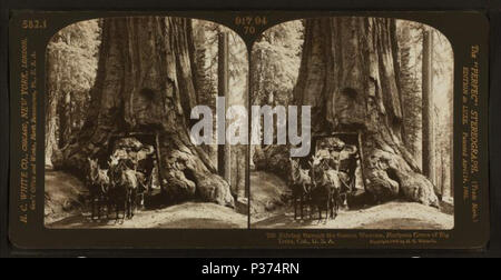 . Guidando attraverso il famoso Wawona, Mariposa Grove di grandi alberi, Cal., U.S.A. Creato: 1900-1905. Copertura: 1900-1905. Elemento digitale pubblicata 7-18-2005; aggiornato 2-12-2009. 88 guidando attraverso il famoso Wawona, Mariposa Grove di grandi alberi, Cal., U.S.A, di H.C. White Co. Foto Stock