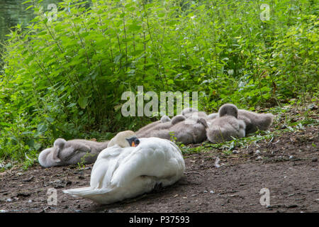 Un cigno guarda oltre la sua covata di pulcini in ambiente urbano Foto Stock