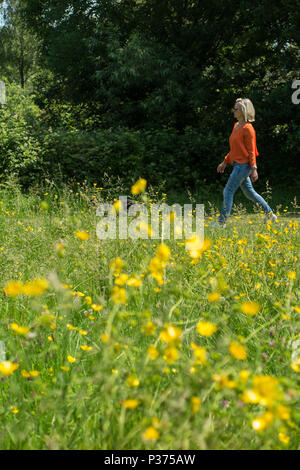 Una donna in una maglietta arancione cammina il suo cane in un parco di Londra contro un campo di renoncules e fiori di colore giallo Foto Stock