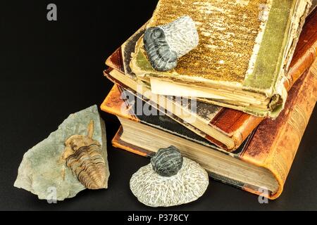 Fossile impronta trilobata nel sedimento. Un impronta della storia. Fossil trilobata in rock Foto Stock