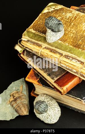 Fossile impronta trilobata nel sedimento. Un impronta della storia. Fossil trilobata in rock Foto Stock