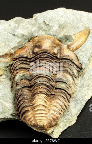 Fossile impronta trilobata nel sedimento. Un impronta della storia. Fossil trilobata in rock Foto Stock