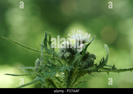 Cirsium palustre - modulo bianco (Marsh Thistle) Foto Stock