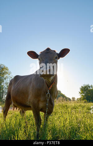 Mucca marrone nel collare con catena sopra il cielo blu e l'erba verde Foto Stock
