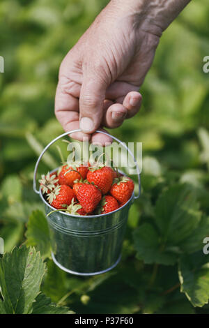 Raccolta: benna di fragole appena raccolte nell'agricoltore mano. Primo succose bacche Foto Stock