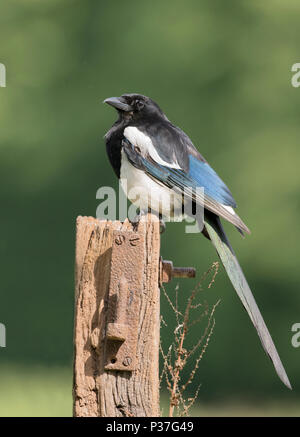 Adulto Gazza (Pica pica) arroccato su palo da recinzione mostra che è spesso trascurato il piumaggio iridescente alla luce del sole, Berkshire Foto Stock