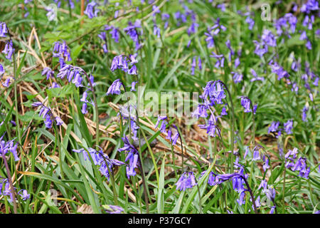 Nativo Bluebells britannica, Hyacinthoides non scripta, fioritura sul pavimento del bosco Foto Stock
