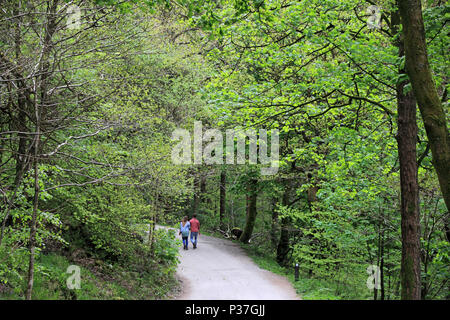 Coppia giovane a piedi verso il basso il percorso attraverso il bosco, Hardcastle Crags Foto Stock