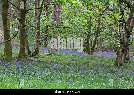 Bluebells moquette del pavimento di bosco, Hardcastle Crags Foto Stock
