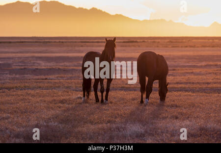 Cavalli selvaggi stagliano al tramonto Foto Stock