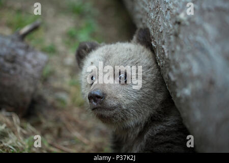 Baby orso bruno cub cercando paura in telecamera emergenti da sotto un albero da vicino Foto Stock