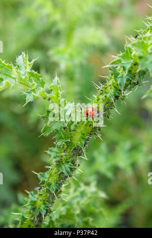 Asian lady Beetle, Arlecchino coccinella, Harmonia axyridi con gocce di pioggia su una bud thistle con colonia di afidi. Specie invasive. Sfondo sfocato. Foto Stock