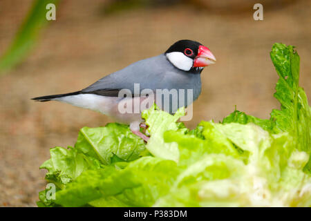 Java sparrow (padda oryzivora) seduto su una insalata verde e mangiarlo Foto Stock
