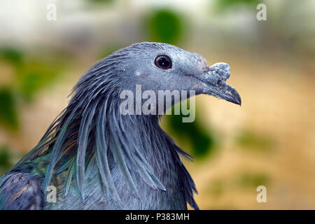 Testa di un verde metallizzato nicobare piccione (caloenas nicobarica) in vista di profilo Foto Stock