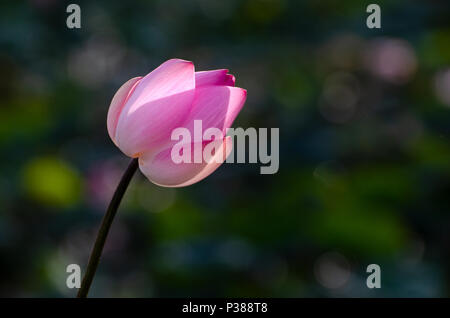 Rosa loto galleggiante brillare di luce sullo sfondo bokeh di fondo Foto Stock