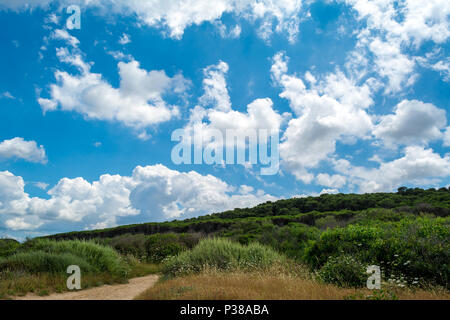 Nuvole sopra la foresta di pini vicino alla costa sarda in una giornata di sole di estate Foto Stock