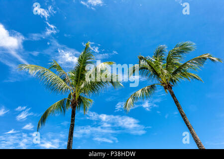 Due Palme mostrato contro un luminoso cielo blu a Kota Kinabalu, Borneo Malaysia Foto Stock