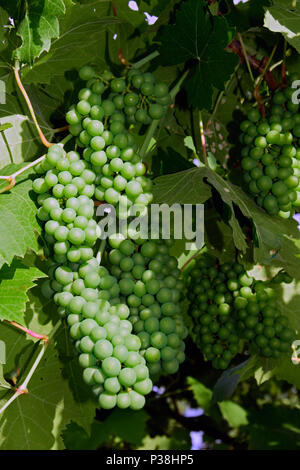 Densi ammassi di acerbi, uva verde Foto Stock