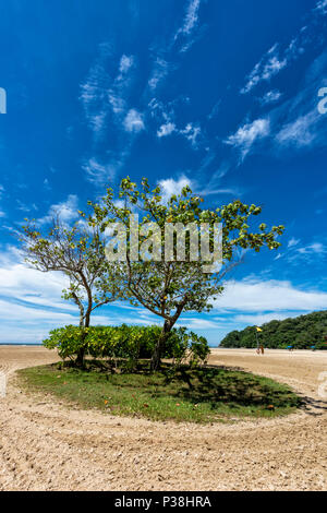 Intrico di alberi e un cerotto di erba sulla spiaggia di Kota Kinabalu, Borneo Malaysia Foto Stock