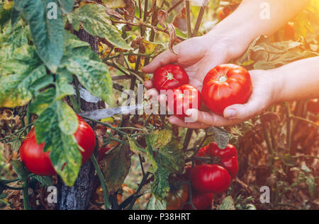 Gli agricoltori le mani con appena raccolto di pomodori. Appena raccolto i pomodori in mani. Ragazza giovane mano azienda verde biologico naturale cibo sano. Donna Foto Stock
