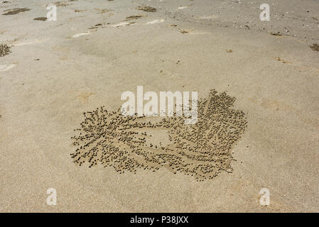 Burrows e sabbia e agglomerati in forma di pellets a sinistra dalla sabbia gorgogliatore granchi sulla spiaggia in Kota Kinabalu, Borneo Malaysia Foto Stock