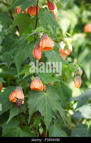 Abutilon "bagliore arancione " Fiori in tarda estate. Foto Stock