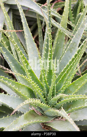 Aloe spinosissima crescono in un ambiente protetto. Spider Aloe. Foto Stock