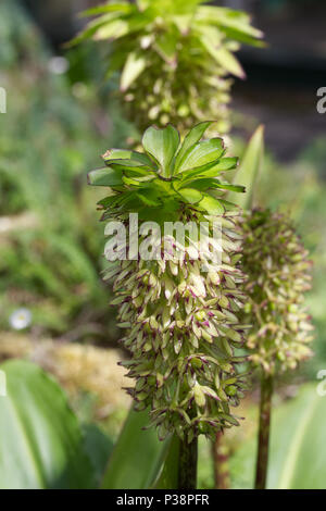 Eucomis bicolor. Due colori giglio di ananas. Foto Stock