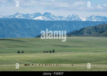 Elk allevamento su Oregon's Zumwalt Prairie con i sette demoni montagne di Idaho nella distanza. Foto Stock