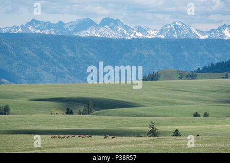 Elk allevamento su Oregon's Zumwalt Prairie con i sette demoni montagne di Idaho nella distanza. Foto Stock