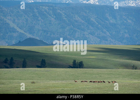 Elk allevamento su Oregon's Zumwalt Prairie con i sette demoni montagne di Idaho nella distanza. Foto Stock