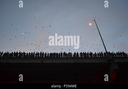 Austin, Texas, Stati Uniti d'America. 17 Giugno, 2018. La gente va batty per uno di Austin attrazioni locali. Domenica sera al tramonto, milioni di Messico free-tailed pipistrelli lasciare il loro pesce persico sotto il Congress Avenue Ponte sul Lago Lady Bird nel centro di Austin, Texas per nutrirsi di insetti. Migliaia di spettatori la linea il ponte a guardare lo spettacolo che succede ogni notte da marzo a novembre. La configurazione di volo può essere fino a 2 miglia di alta. Credito: Glenn Ruthven/Alamy Live News Foto Stock