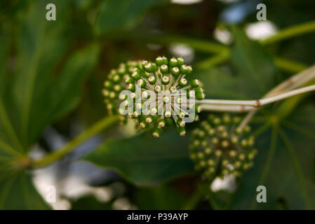 Fatsia japonica Foto Stock