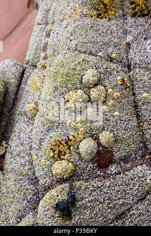 Patelle e cirripedi sulla roccia Scozia Scotland Foto Stock