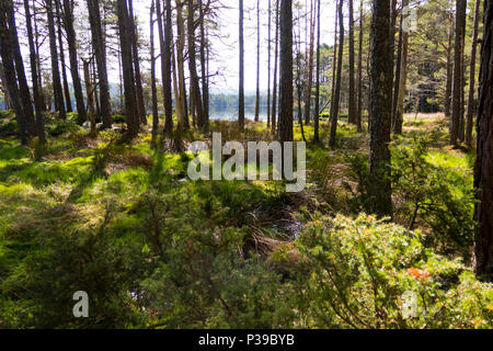 Abernethy Forest Loch Mallachie Scozia Scotland Foto Stock