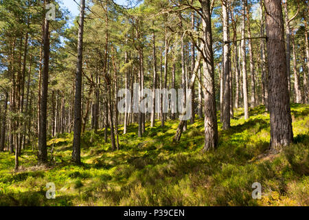 Foresta di Caledonian Loch Garten Scozia Scotland Foto Stock