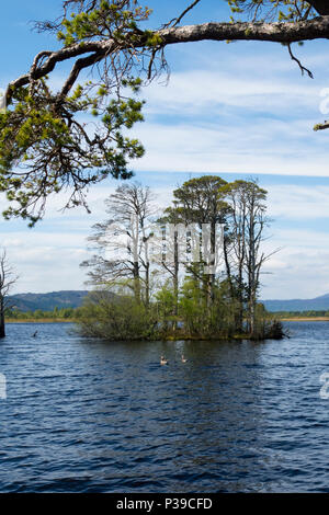 Isola sul Loch Mallachie Scozia Scotland Foto Stock