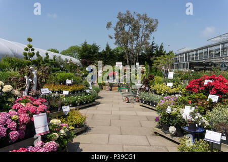 Visualizza di colorati estate piante e arbusti in vendita presso il Centro giardino, Beckworth Emporium, Mears Ashby, Northamptonshire, Regno Unito Foto Stock