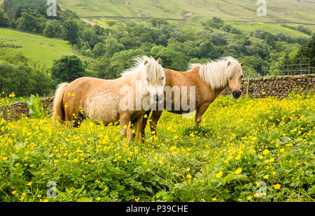 Pony Shetland, due palomino pony Shetland si fermò in giallo luminoso Prato ranuncolo, rivolto in avanti, in Yorkshire Dales, UK, Inghilterra. Paesaggio Foto Stock