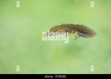 Liscia maschio newt (Lissotriton vulgaris) nuotare in acqua Foto Stock