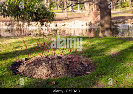 Nuovo rosebush crescente nel Parco di primavera Foto Stock