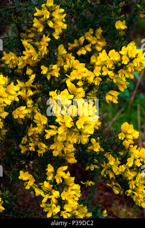 Gorse Foto Stock