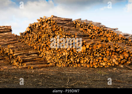 Legname di registrazione Foto Stock