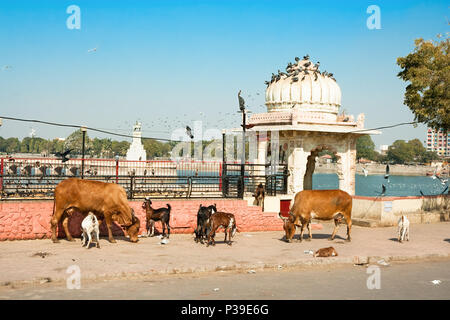 Gli animali vengono a mangiare sulla strada di Jamnagar, India Foto Stock